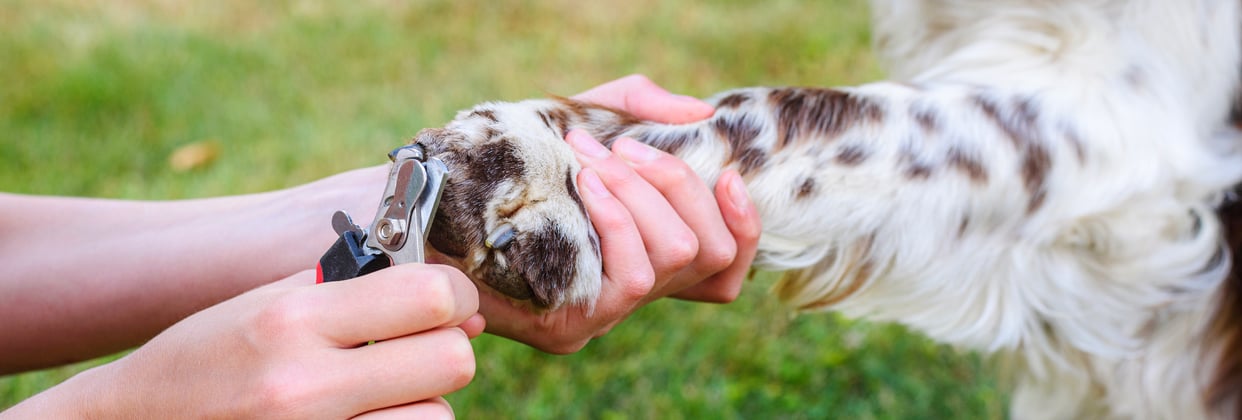 An english springer spaniel having its nails clipped.