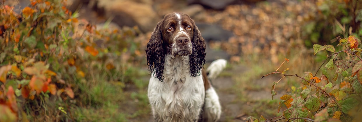 An english springer spaniel looking at the camera between orange autumn bushes.