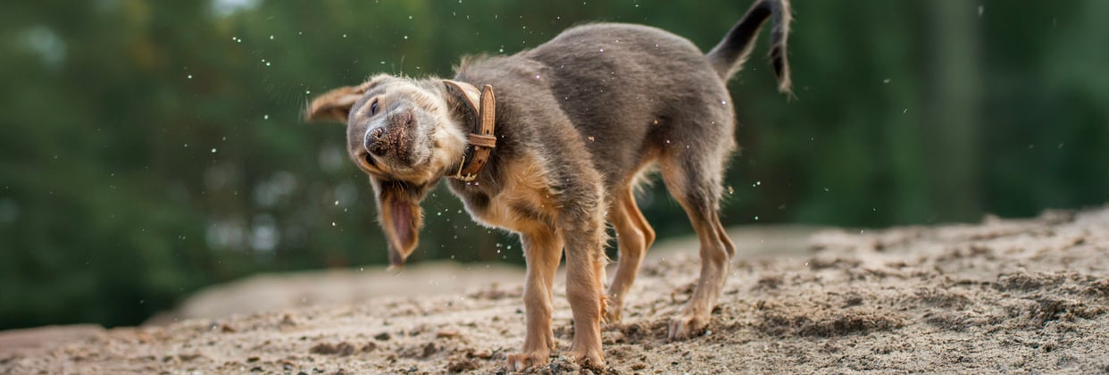 A lurcher puppy shaking off water.