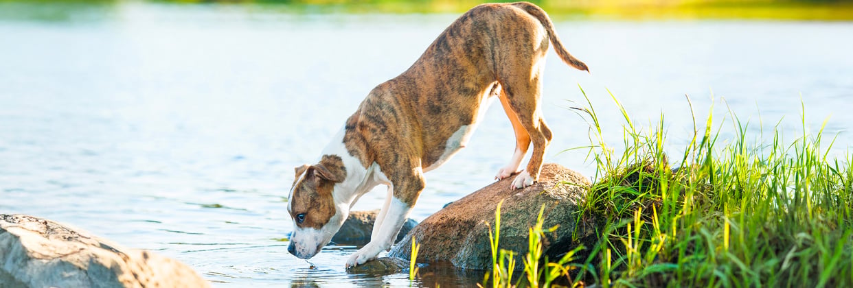 A staffordshire bull terrier drinking from a lake.