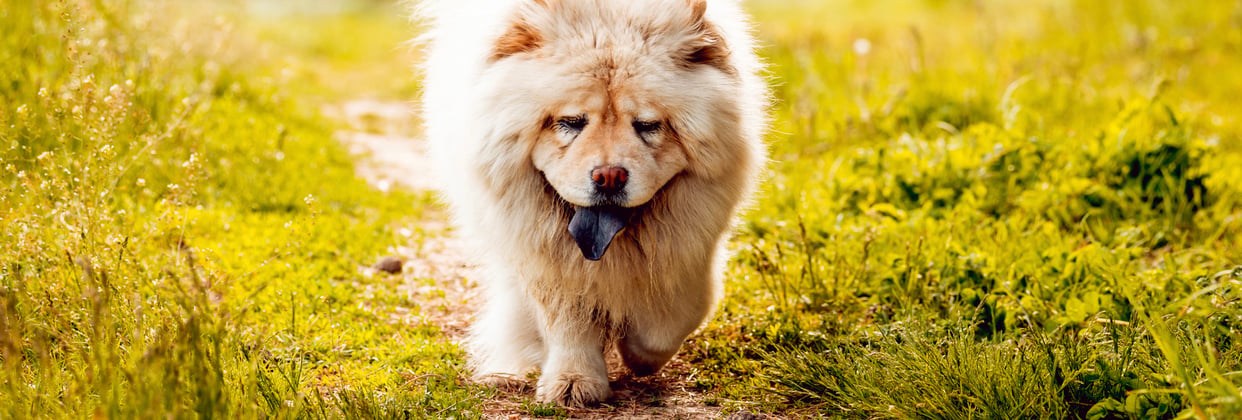 A cream-coloured Chow Chow walking through grass,