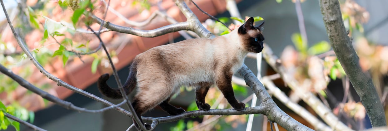 A Siamese cat climbing a tree and walking along a branch.