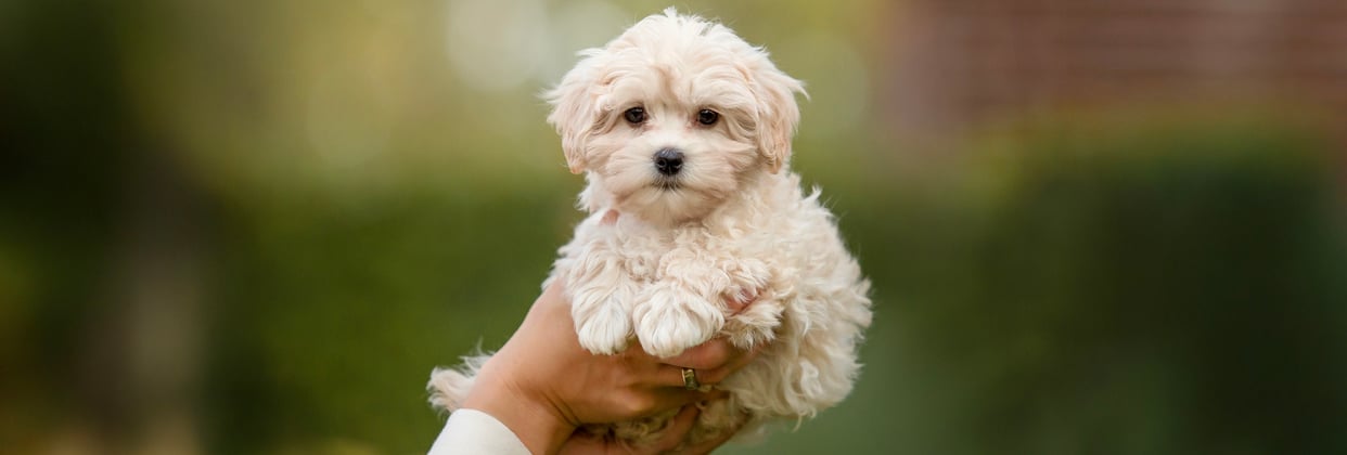 A hand holding a white puppy maltipoo.