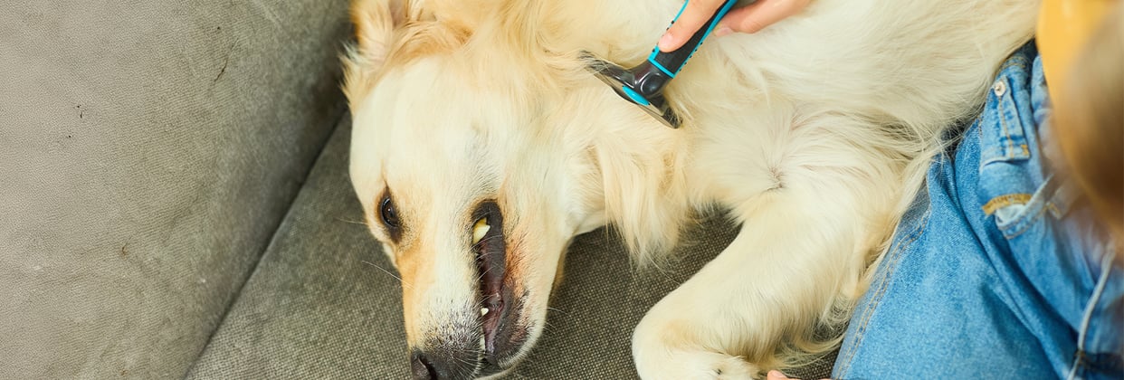 A golden retriever being groomed.