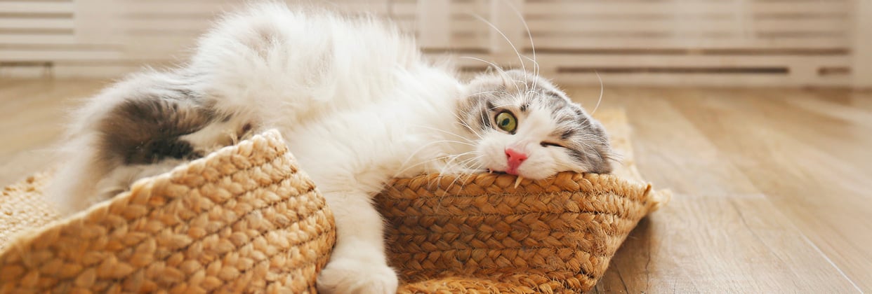 A siberian cat chewing on the edge of a whicker mat.