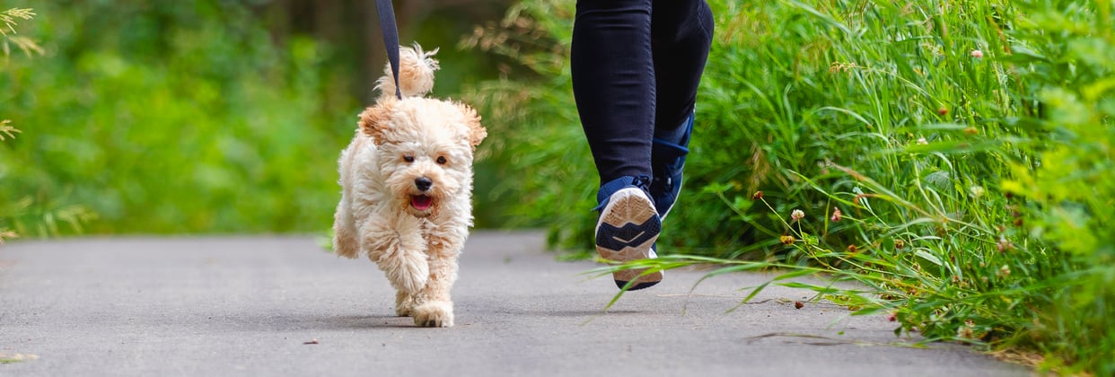 a maltipoo running with their owner outdoors.
