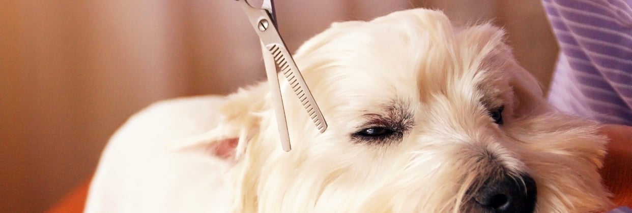 Westie getting a hair cut