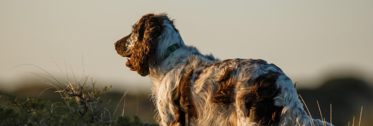 An english springer spaniel looking into the distance.
