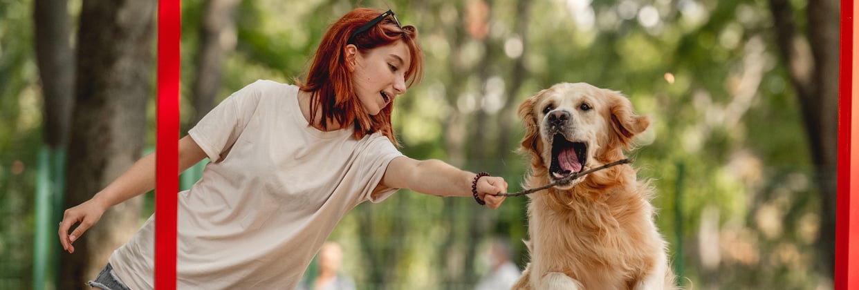 A golden retriever leaps to grab a stick from a girls hand.