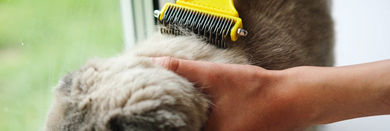 A scottish fold cat being brushed.