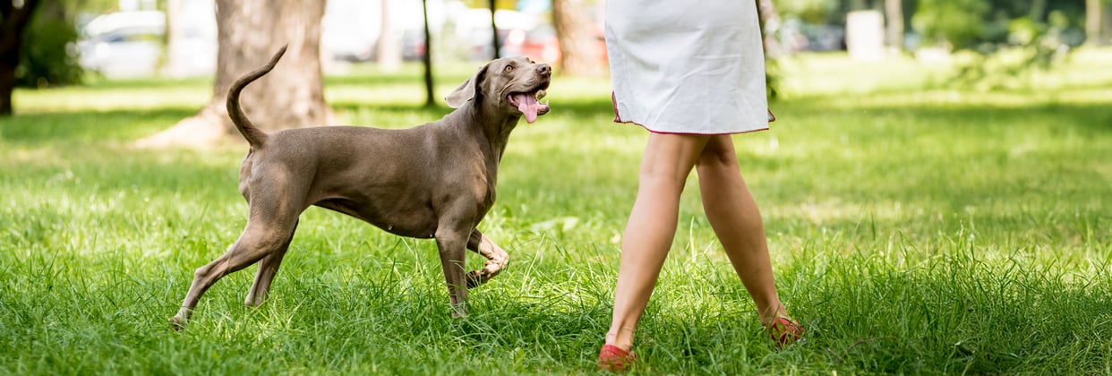 A weimaraner happily trotting alongside its owner in the park.