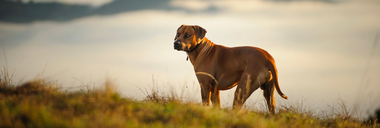 A ridgeback stood in grass by a lake.