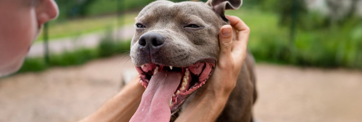 A person scratching the ears of a staffordshire bull terrier.