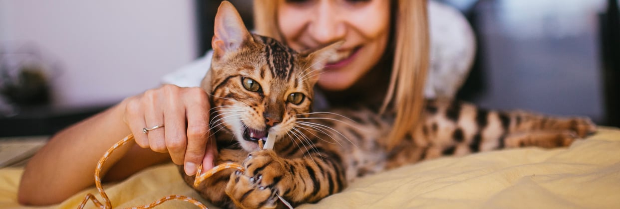 A bengal cat chewing on a cat toy held by its owner.