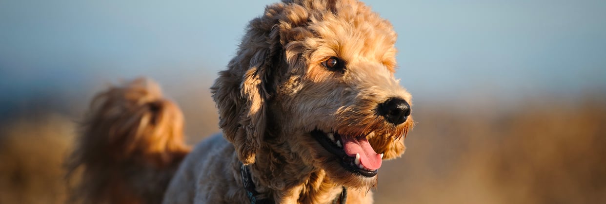 A goldendoodle in a field lit up by the low sun.