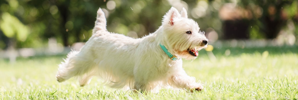 Westie trotting in the grass