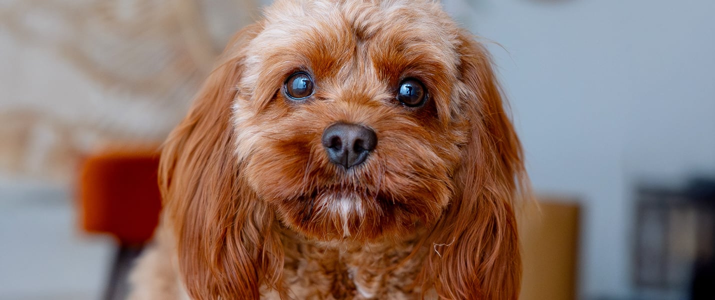 A close up image of a brown Maltipoo.