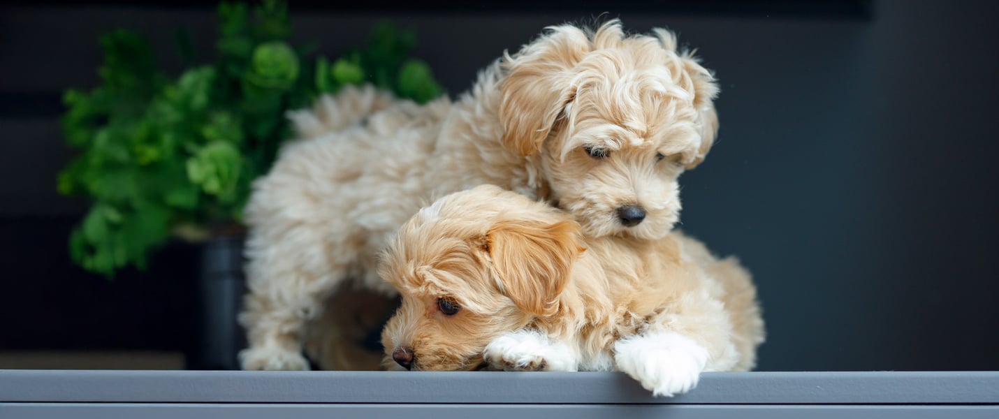 two puppy maltipoos playing on a step