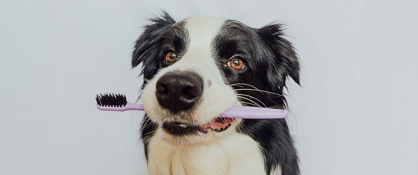 Dog toothbrush and toothpaste with Dog holding tooth brush in mouth