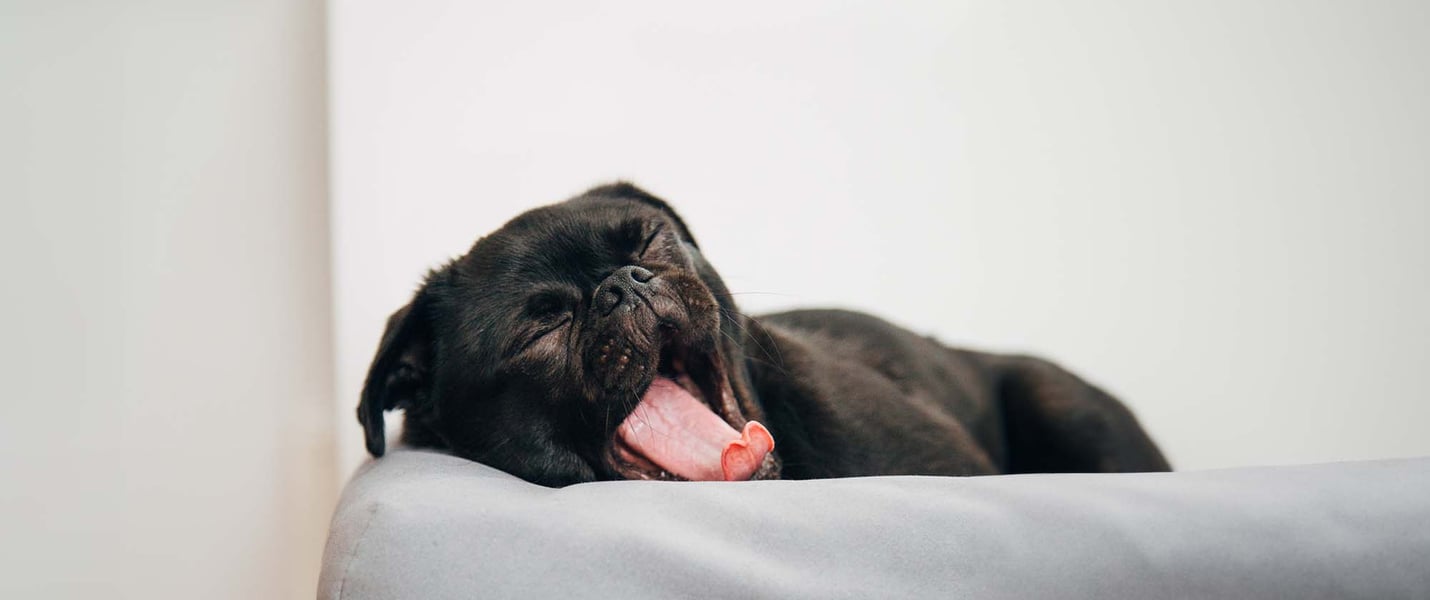 Puppy first night at home, yawning on bed