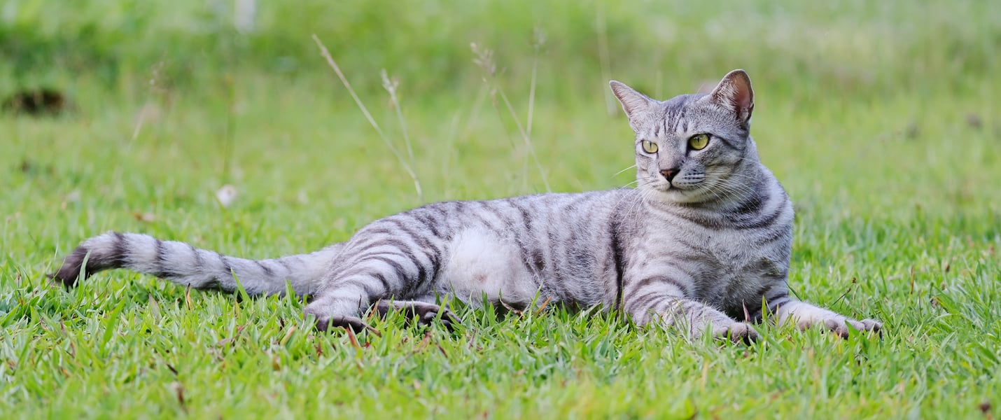 Large grey cat lying on grass