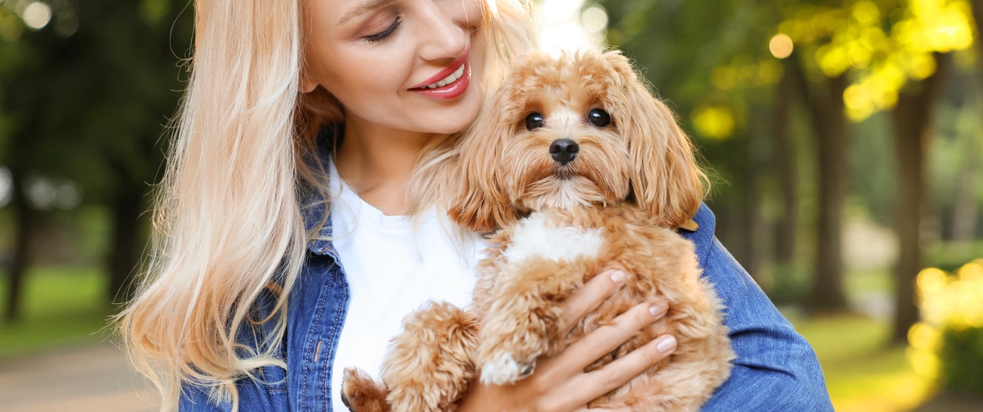 A blonde woman holding a Cavapoo.