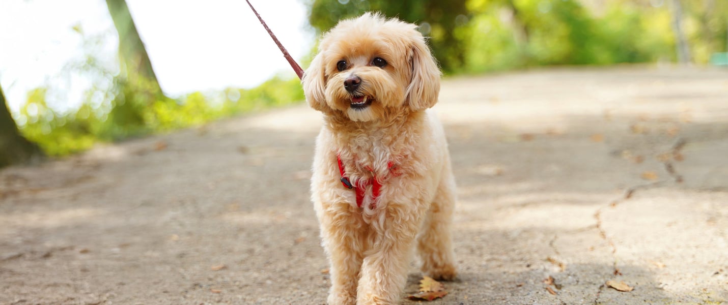 A beige coloured Maltipoo on an outdoor walk.