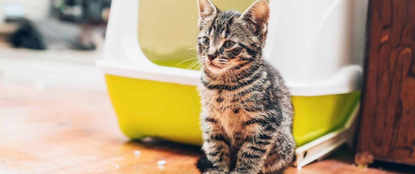 A kitten sitting outside a litter box
