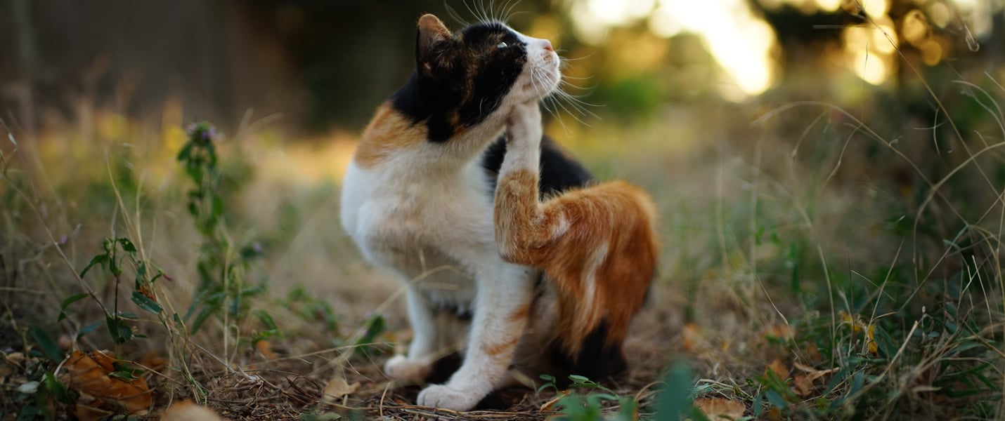 A cat sitting outdoors and itching his chin.