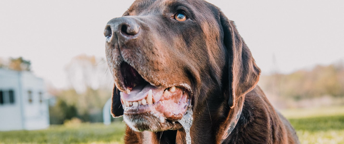 A big brown dog foaming at the mouth.