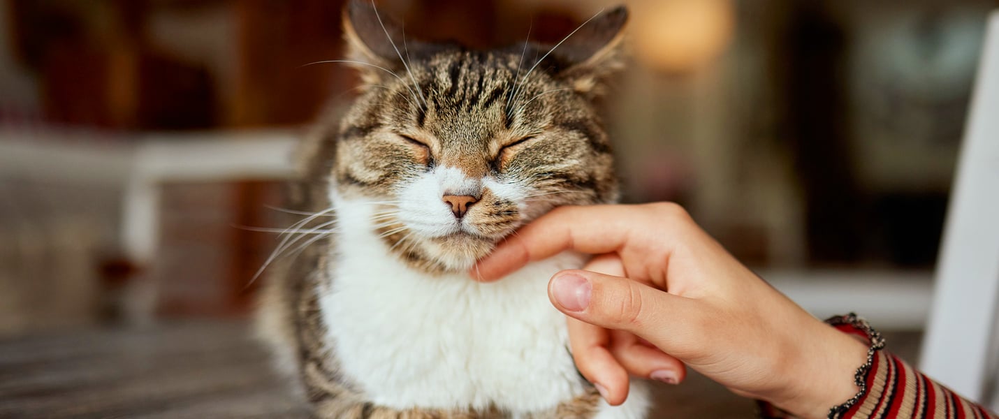 A cat in a loaf position being stroked on the cheek.