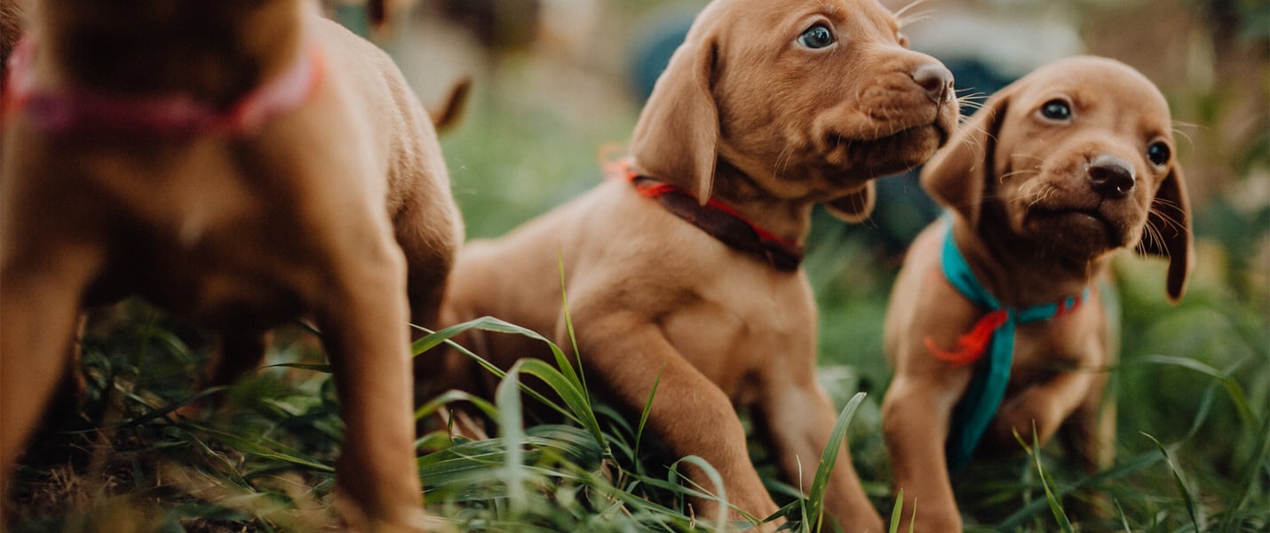 A close up image of 3 puppies laying on grass