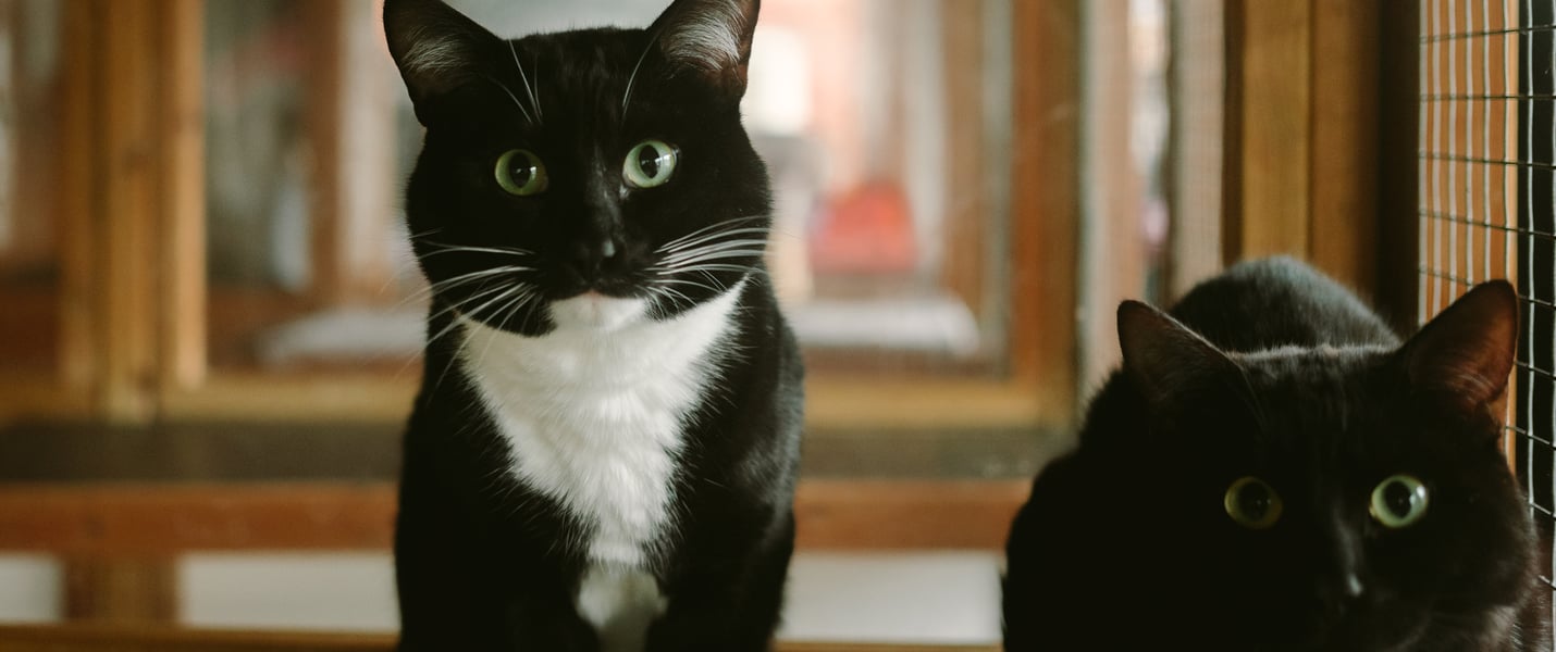 Two cats sitting next to one another.