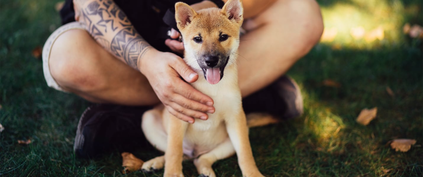 Puppy sitting in front of owner on the grass
