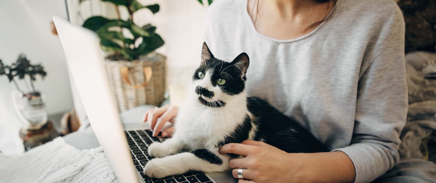A cat and a woman looking at a laptop