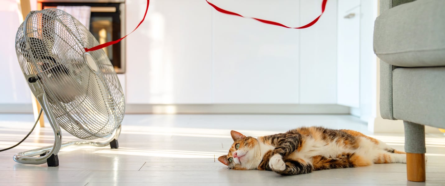 A cat laying down next to a fan.