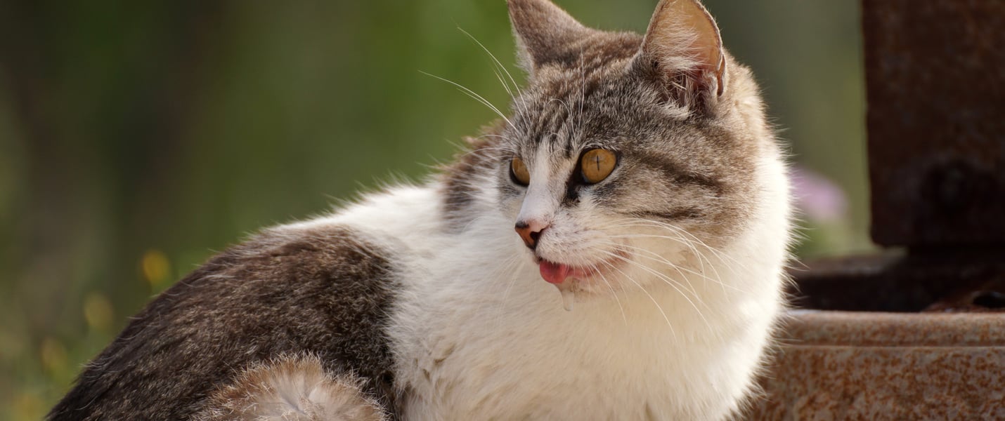 a cat sitting outdoors and drooling