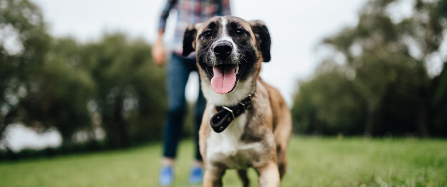 a dog standing on grass, his owner stands behind him but is out of focus 