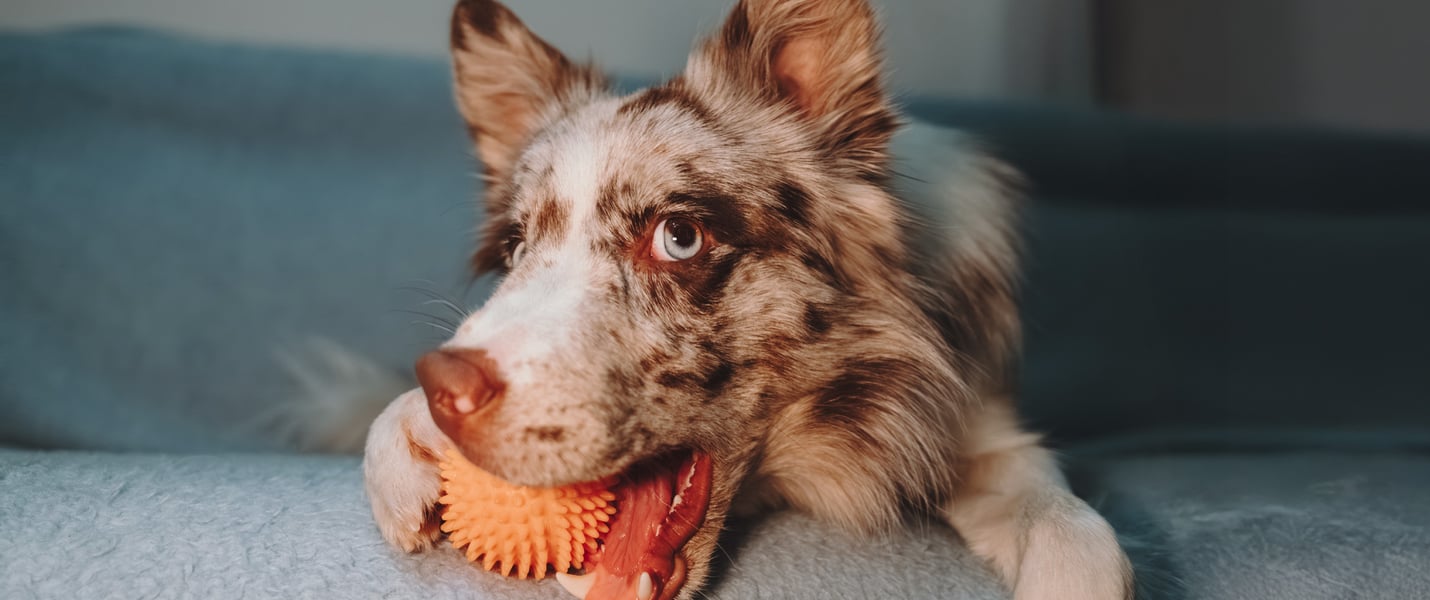 Border Collie lying on couch with ball in mouth