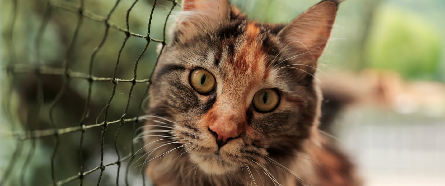 A close up image of a cat sitting next to a net.