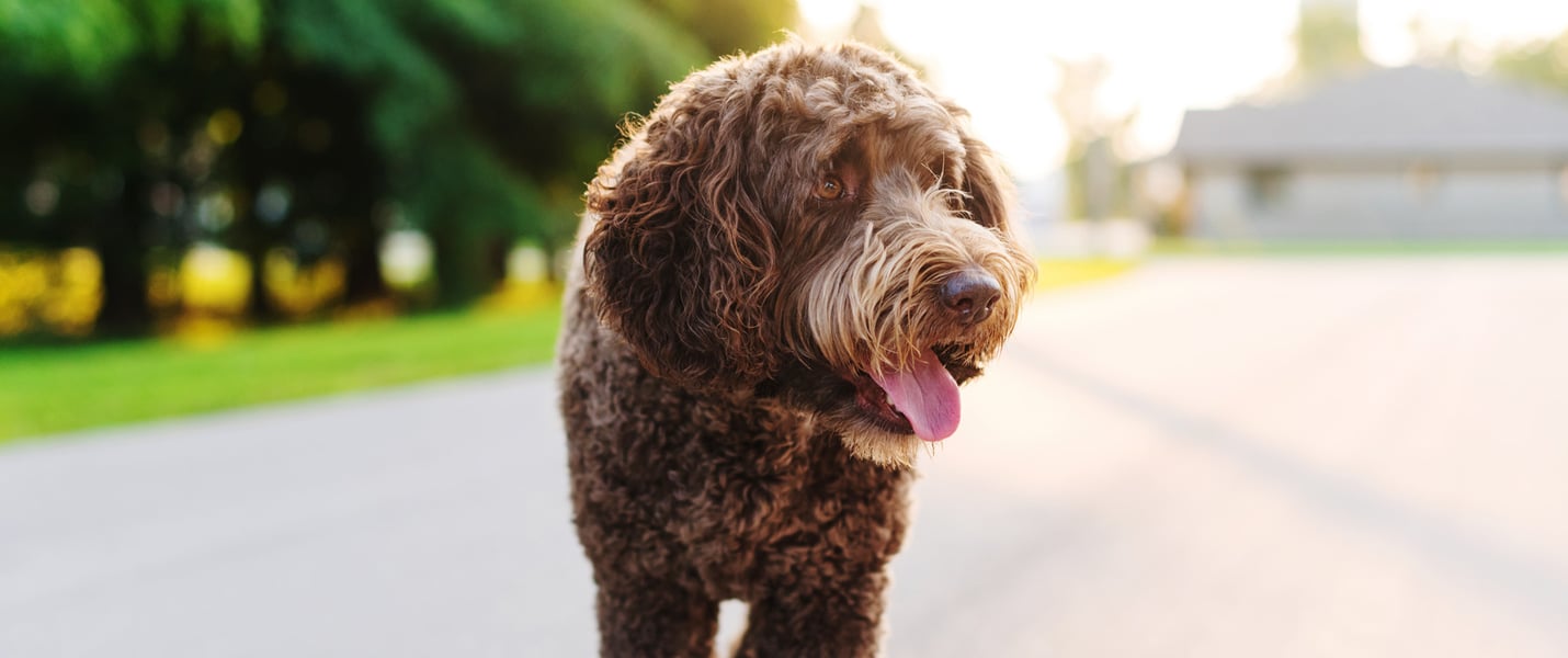 brown labradoodle walking on road