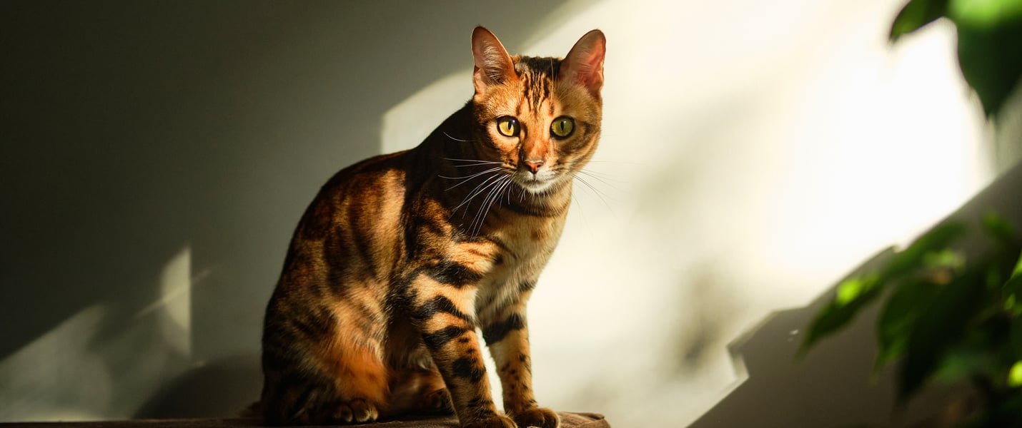 A bengal cat sat in a sunny patch.