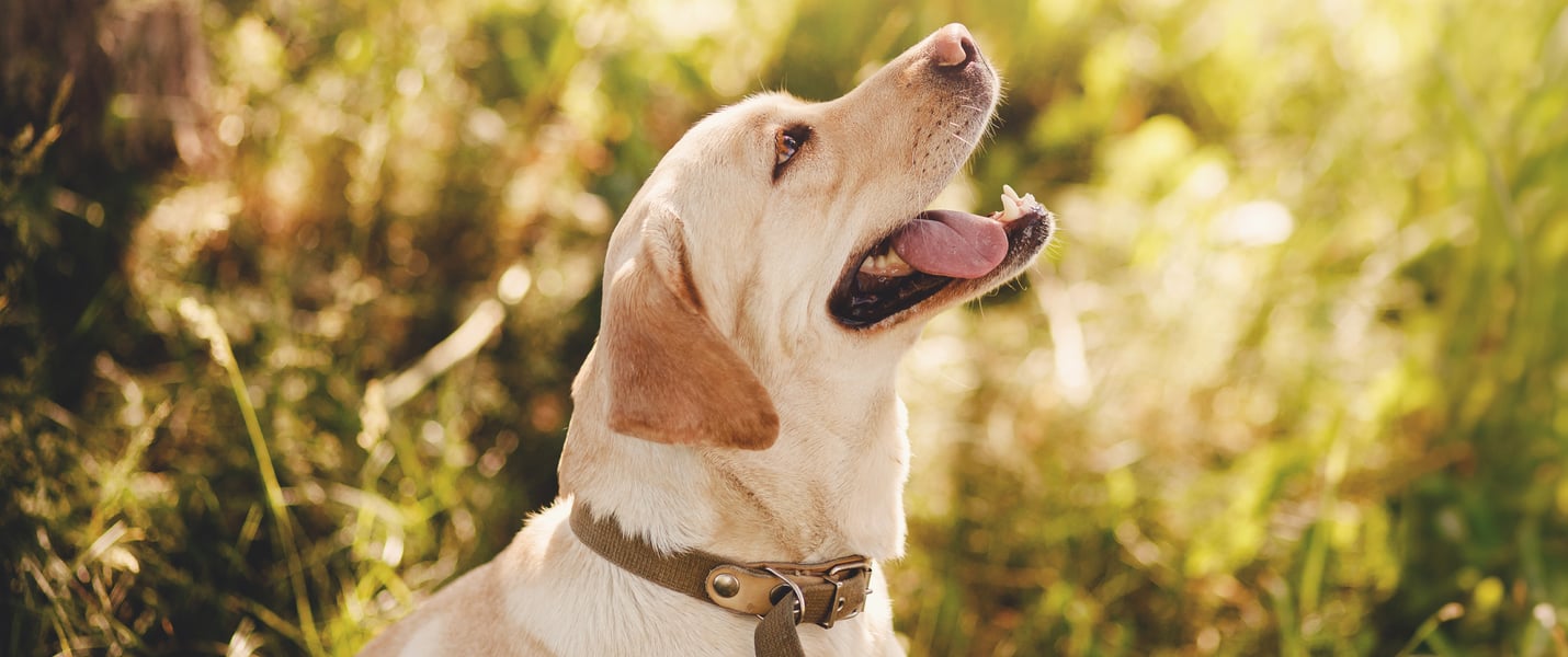 A Labrador looking up to the sun.