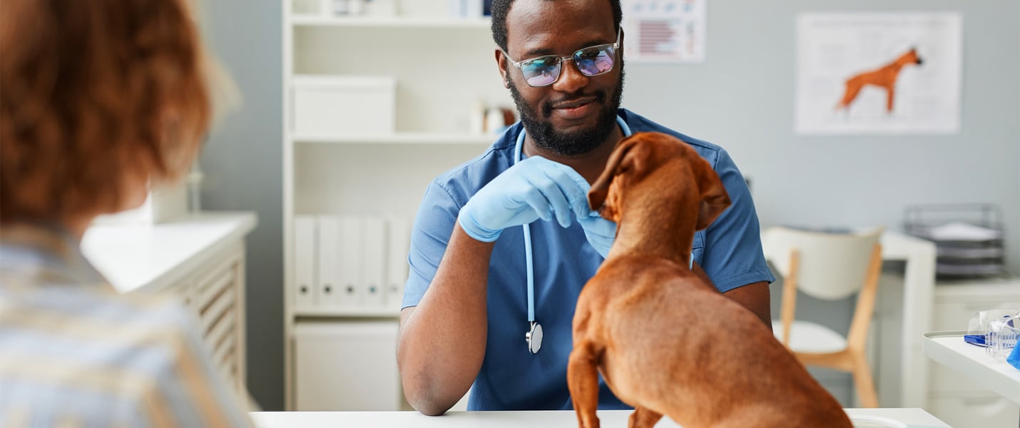Vet checking a Dachshund