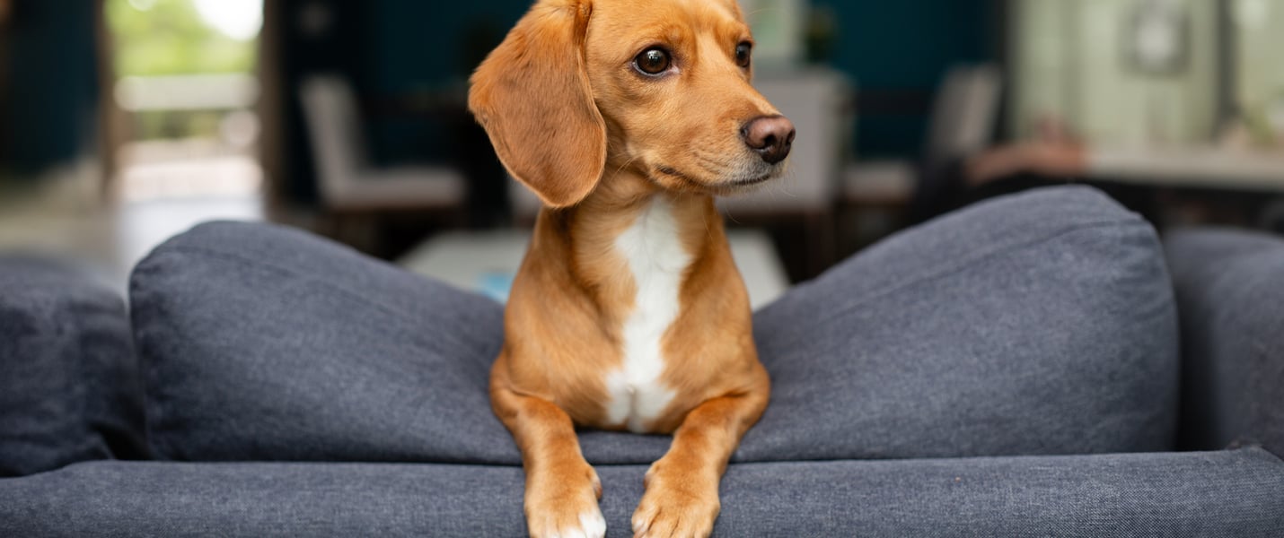 Jackschund (cross between a Daschund and a Jack Russell leaning over the back of a grey couch