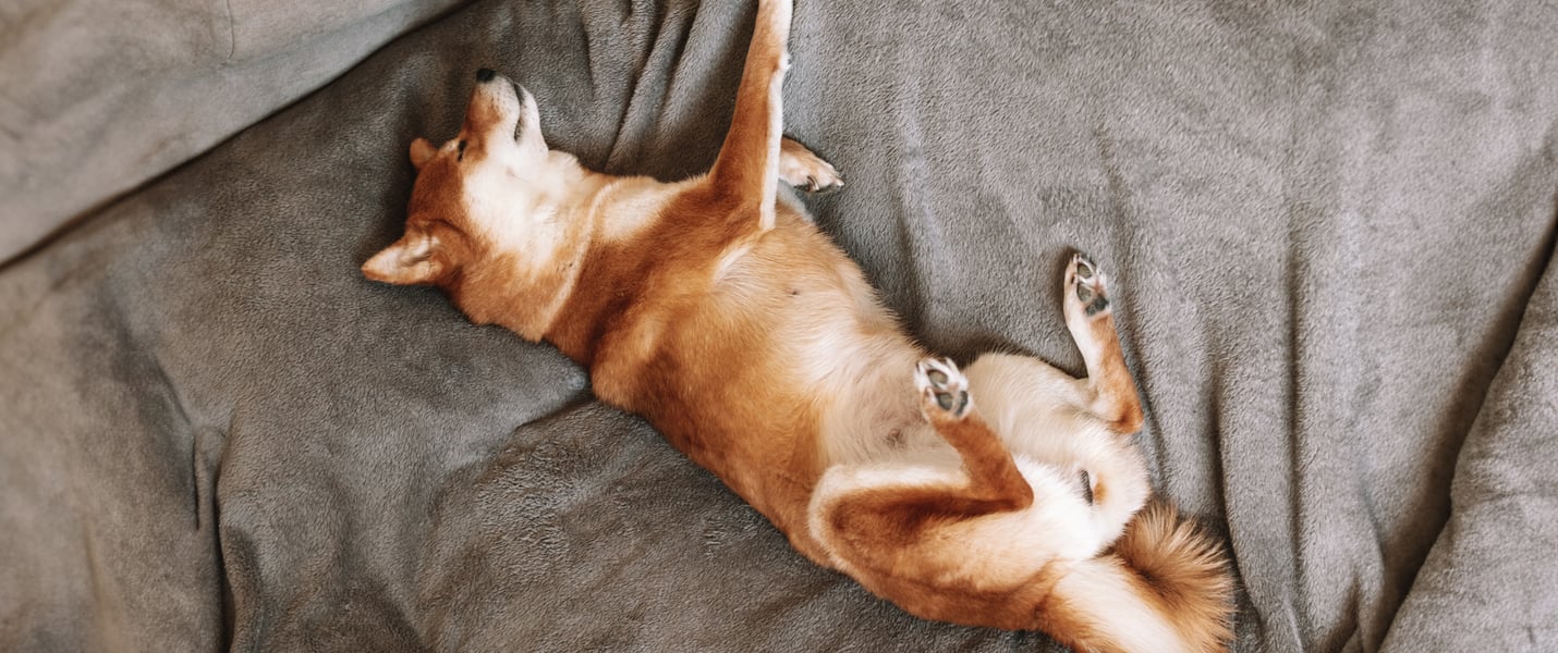 A Shiba Inu in a weird sleeping position, laying on his back on a couch.