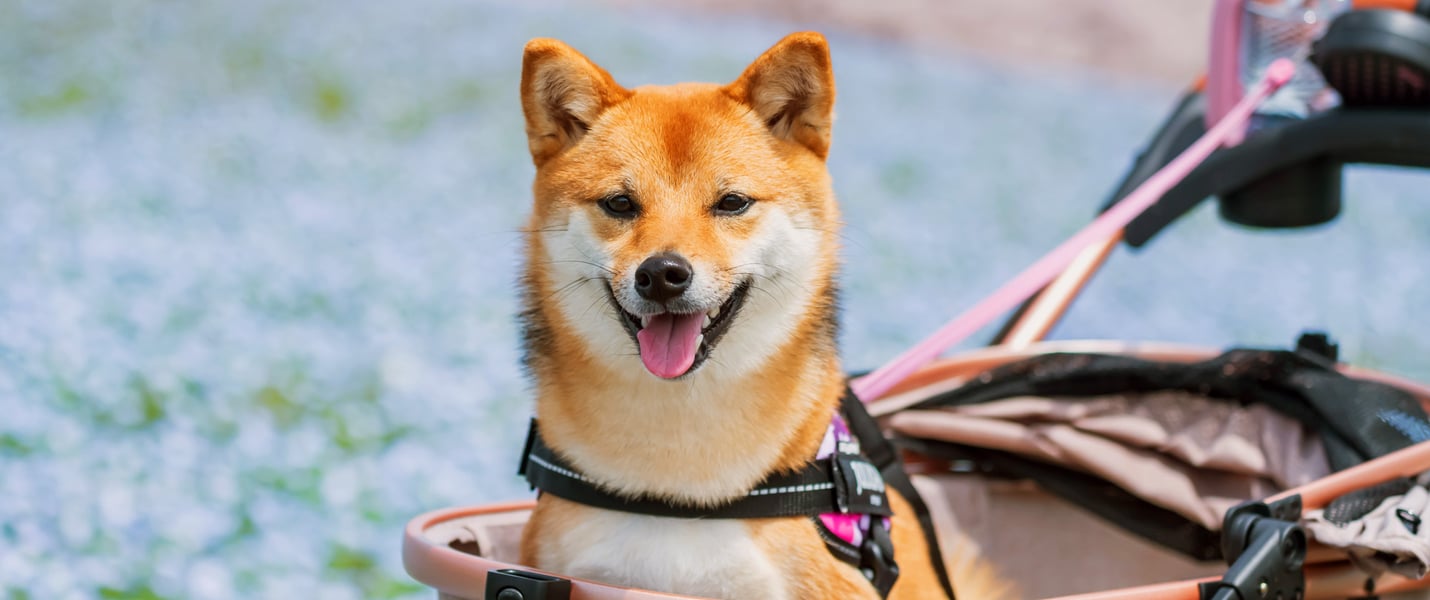 A Shiba Inu sitting in a pink pram.