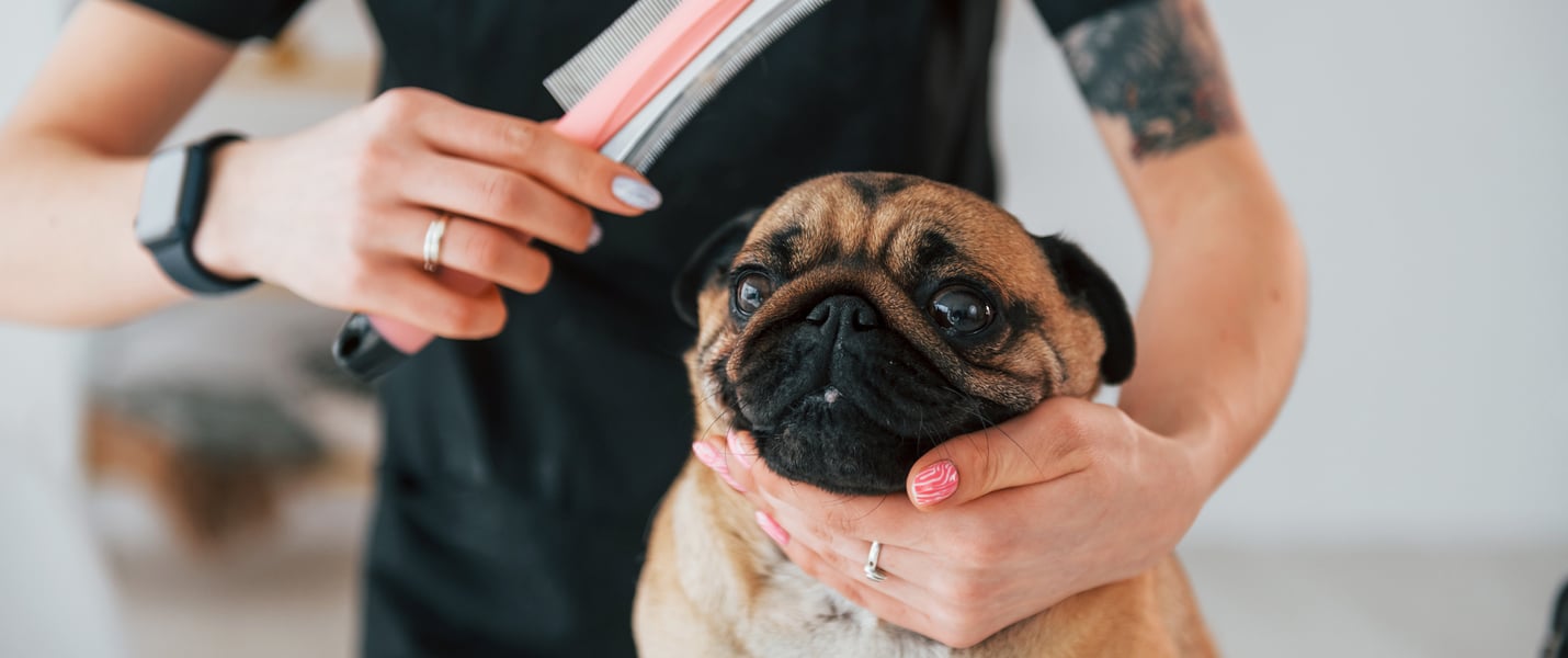 A Pug about to be groomed.