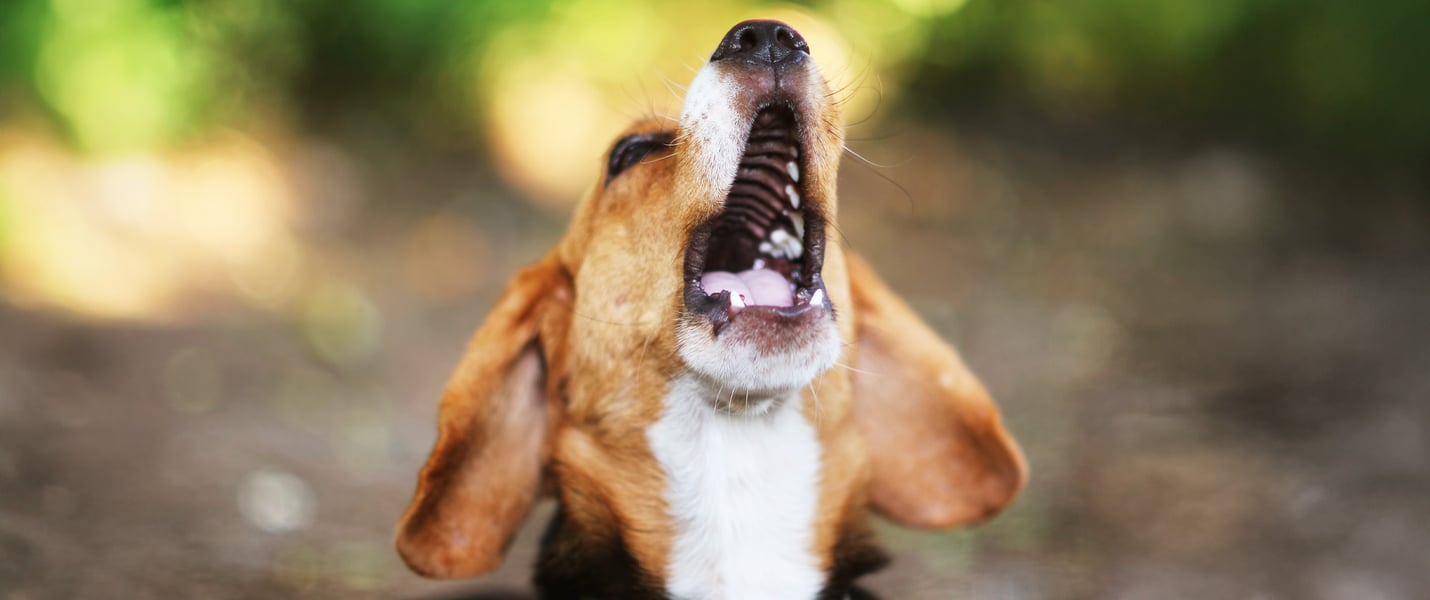 A beagle barking outdoors.