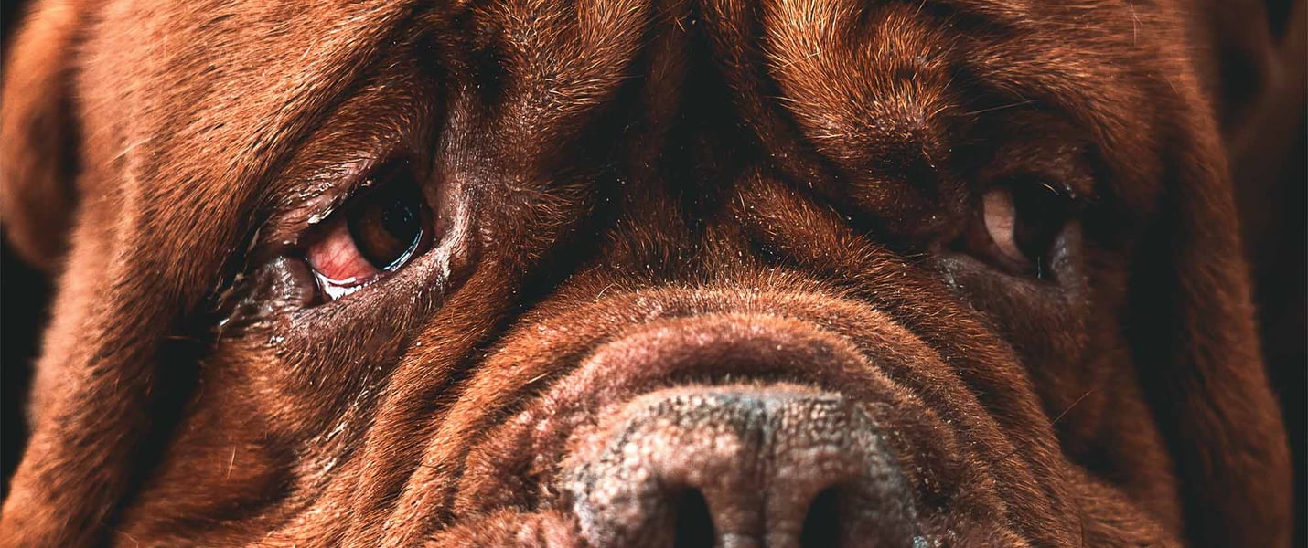a dog with conjunctivitis